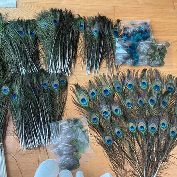 Wholesale Real Peacock Feathers (50-100/lot)